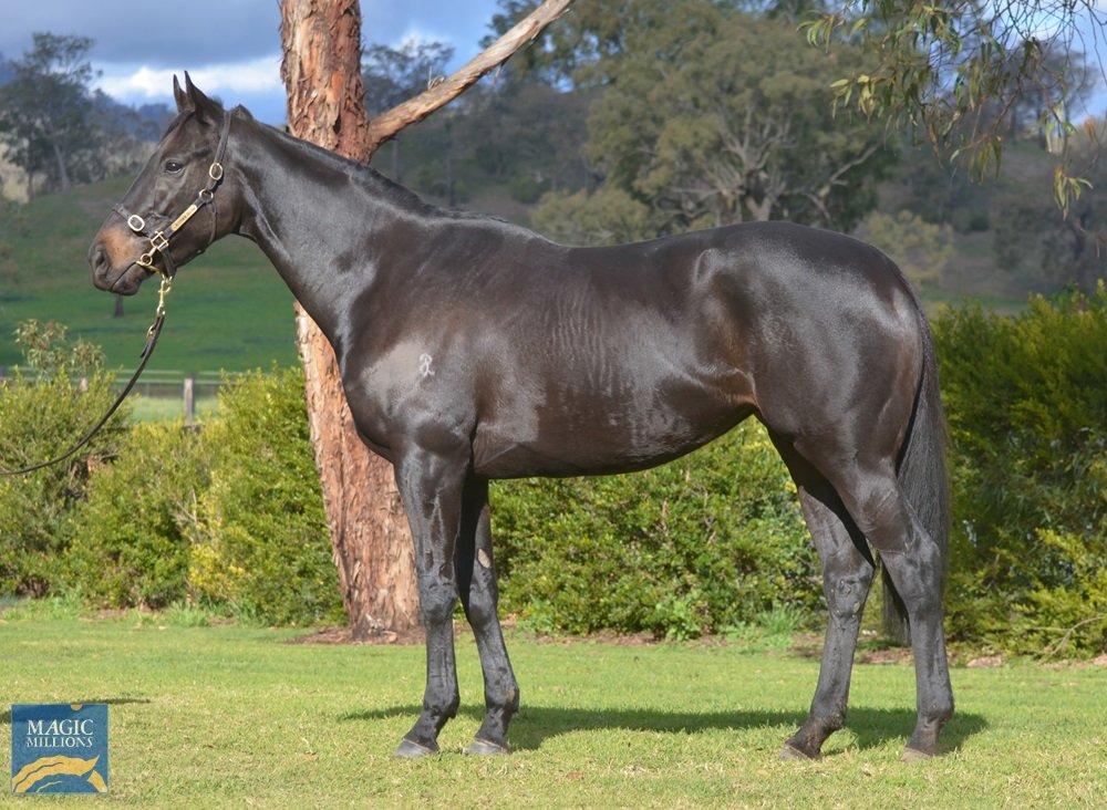 Well executed sale lands Boomer five quality broodmares
