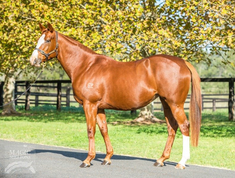 National Broodmare Sale a happy hunting ground