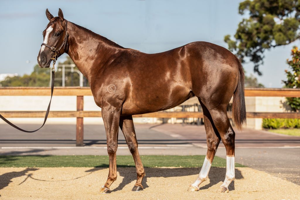 Four Yearlings Purchased at Inglis Classic