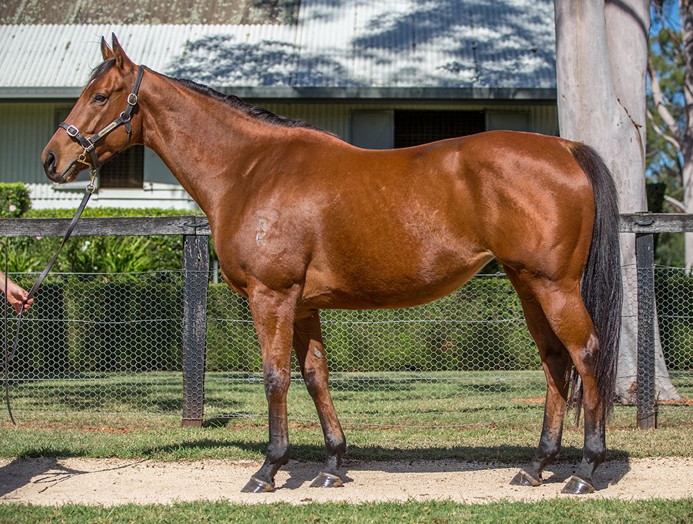 Success at the virtual Inglis Australian Broodmare Sale for Boomer