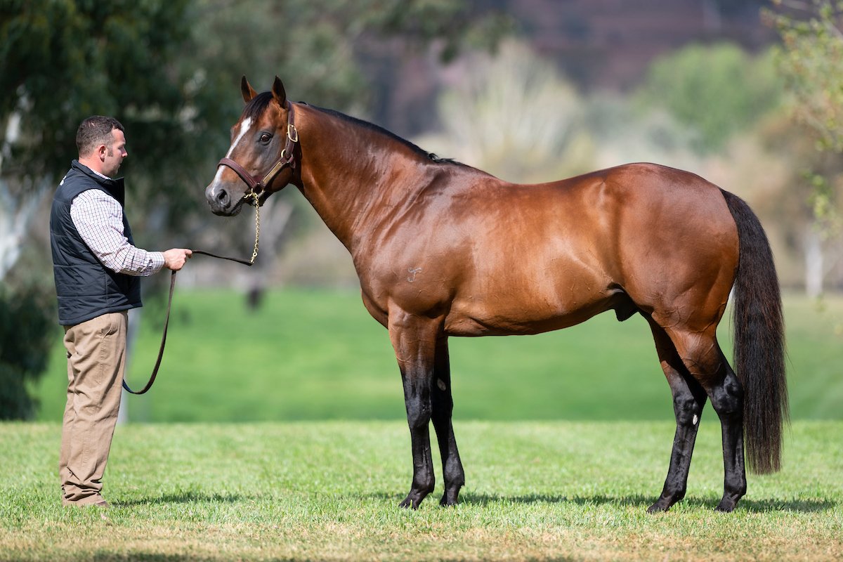 Variables to consider when selecting a horse