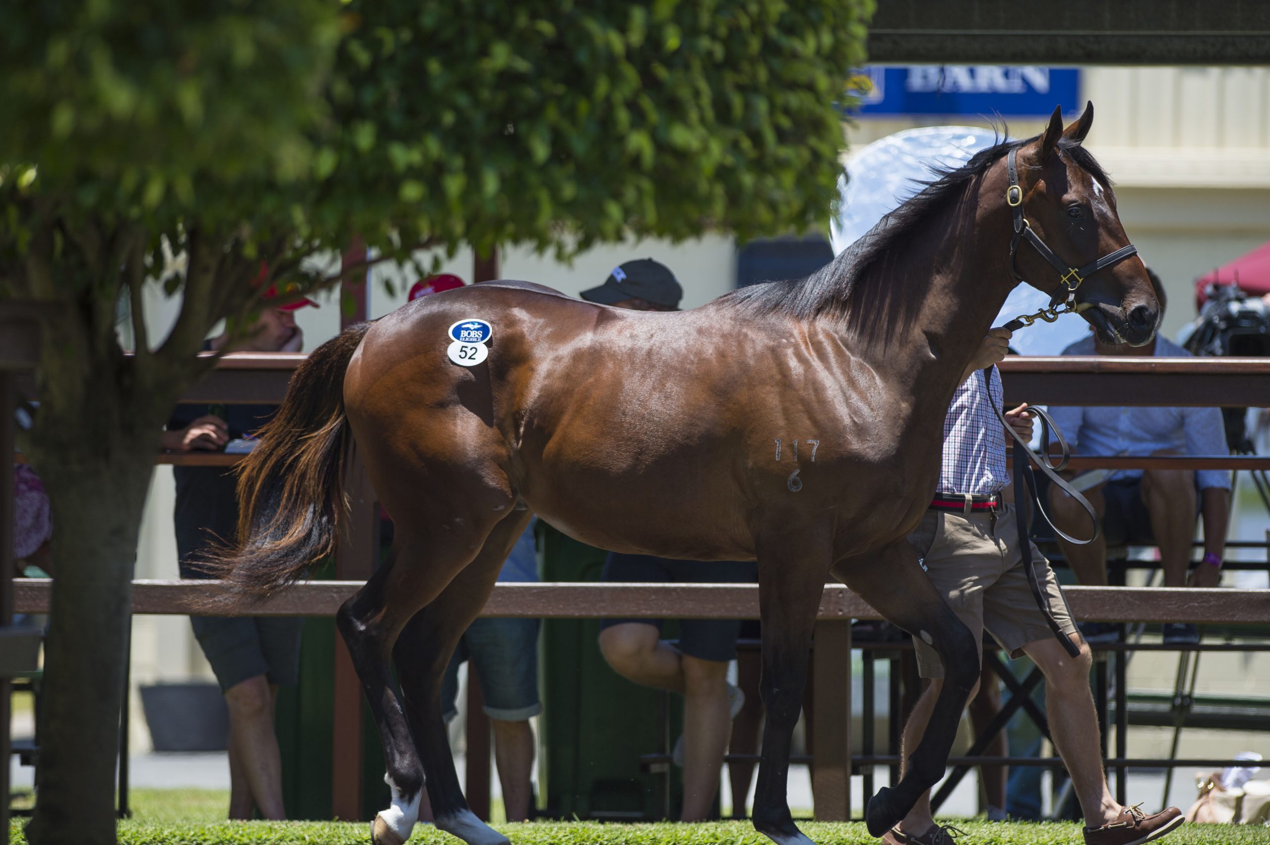 6 Steps to Purchasing a Magic Millions Yearling