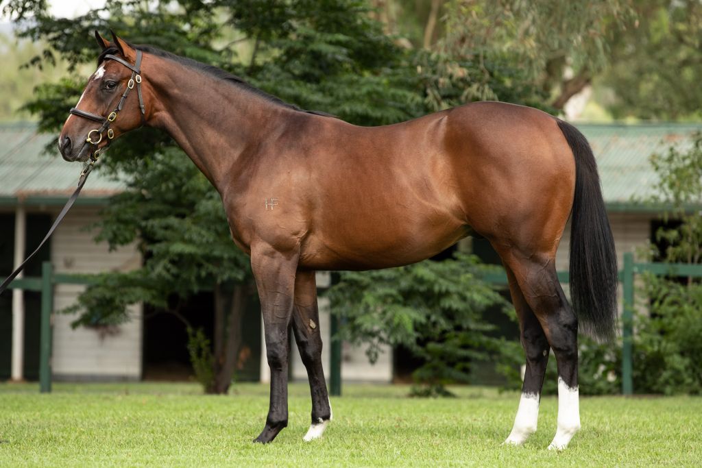 Inglis Melbourne Premier Yearling Recap