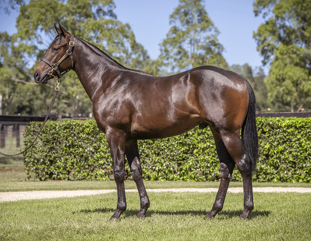 Lot 1001 Hellbent x Sugar Hill Boomer Bloodstock buys for HKJC Magic Millions 2025