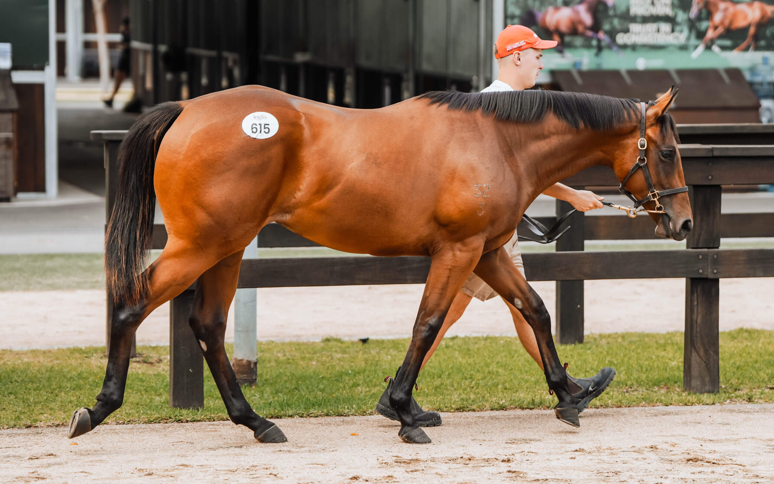 Boomer Secures Three Quality Yearlings at Inglis Classic Sale 2025