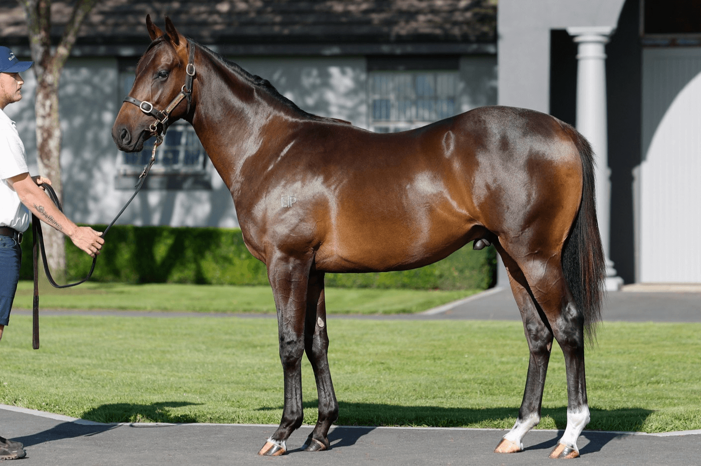 2026 Karaka National Yearling Sale Purchases