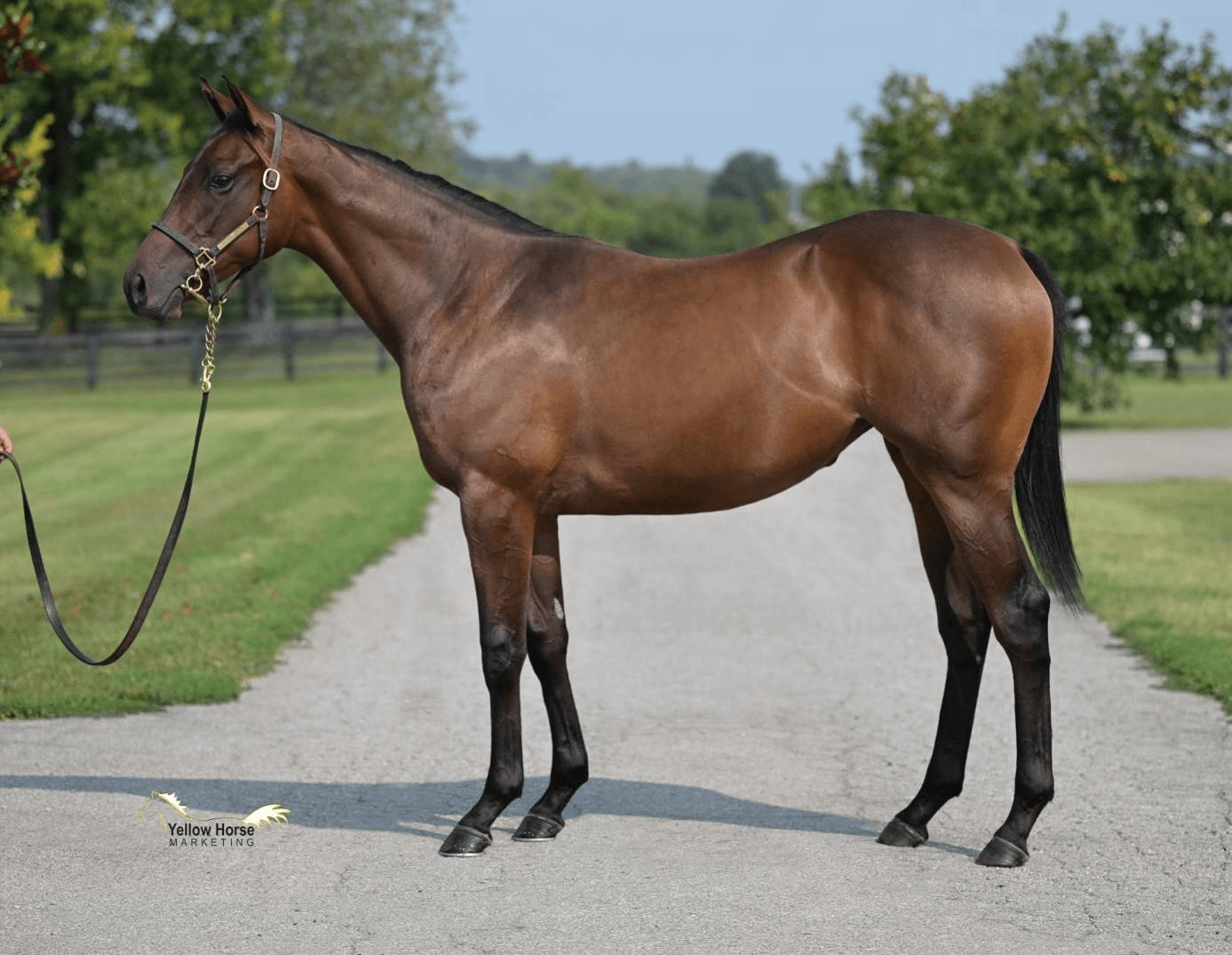 Three Quality Yearlings Secured from Keeneland September Yearling Sale