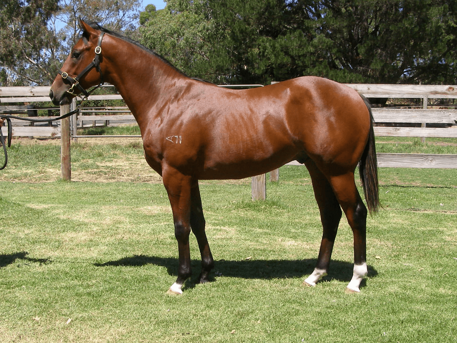 Two Colts for Hong Kong at Melbourne Premier 