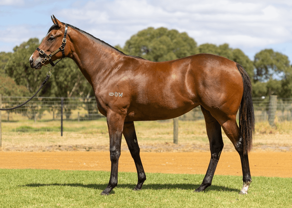 Six Quality Yearlings Secured in Perth