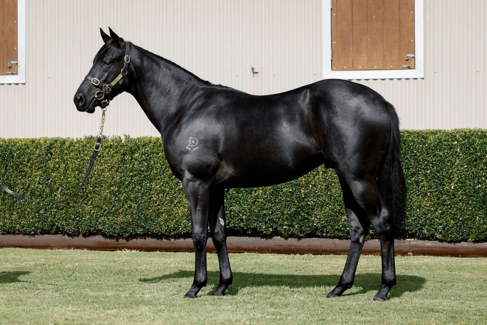 Strong Inglis Easter Showing with Trio of Quality Purchases